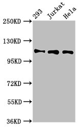 CSB-PA621861LA01HU