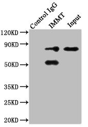 Immunoprecipitating IMMT in HepG2 whole cell lysate Lane 1: Rabbit control IgG instead of CSB-PA623101LA01HU in HepG2 whole cell lysate. For western blotting, a HRP-conjugated Protein G antibody was used as the secondary antibody (1/2000) Lane 2: CSB-PA623101LA01HU (8ug) + HepG2 whole cell lysate (500ug) Lane 3: HepG2 whole cell lysate (10ug)