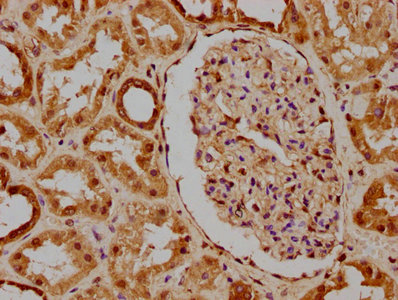 IHC image of CSB-PA744059LA01HU diluted at 1:300 and staining in paraffin-embedded human kidney tissue performed on a Leica BondTM system. After dewaxing and hydration, antigen retrieval was mediated by high pressure in a citrate buffer (pH 6.0). Section was blocked with 10% normal goat serum 30min at RT. Then primary antibody (1% BSA) was incubated at 4°C overnight. The primary is detected by a biotinylated secondary antibody and visualized using an HRP conjugated SP system.