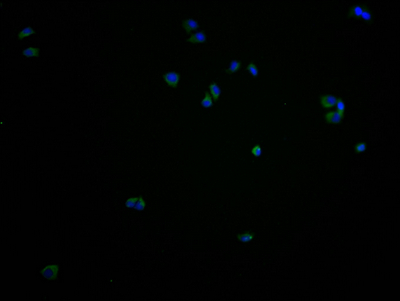 CSB-PA765076LA01HU