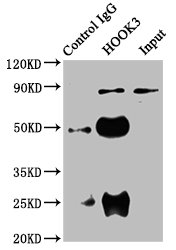 Immunoprecipitating HOOK3 in 293 whole cell lysate Lane 1: Rabbit control IgG instead of CSB-PA769790LA01HU in 293 whole cell lysate. For western blotting, a HRP-conjugated Protein G antibody was used as the secondary antibody (1/2000) Lane 2: CSB-PA769790LA01HU (6microg) + 293 whole cell lysate (500microg) Lane 3: 293 whole cell lysate (20microg)