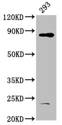 Western Blot Positive WB detected in: 293 whole cell lysate All lanes: HOOK3 antibody at 4.9microg/ml Secondary Goat polyclonal to rabbit IgG at 1/50000 dilution Predicted band size: 84 kDa Observed band size: 84 kDa
