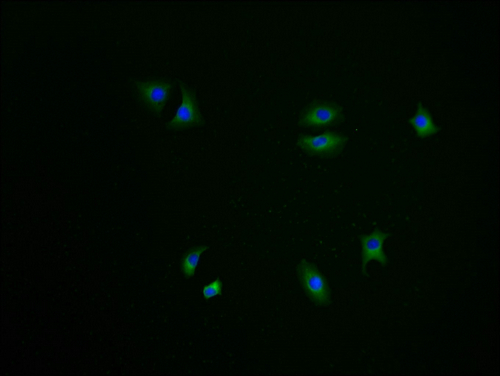 Immunofluorescence staining of A549 cells with CSB-PA774793LA01HU-IF at 1:100, counter-stained with DAPI. The cells were fixed in 4% formaldehyde and blocked in 10% normal Goat Serum. The cells were then incubated with the antibody overnight at 4°C. The secondary antibody was Alexa Fluor 488-congugated AffiniPure Goat Anti-Rabbit IgG(H+L).