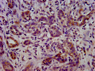 CSB-PA801252LA01HU