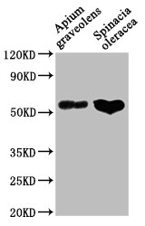 Western Blot Positive WB detected in: Apium graveolens leaf tissue, Spinacia oleracea leaf tissue All lanes: CAT1 antibody at 1:1000 Secondary Goat polyclonal to rabbit IgG at 1/50000 dilution Predicted band size: 57 kDa Observed band size: 57 kDa Western Blot Positive WB detected in: Apium graveolens leaf tissue, Spinacia oleracea leaf tissue All lanes: CAT1 antibody at 1:1000 Secondary Goat polyclonal to rabbit IgG at 1/50000 dilution Predicted band size: 57 kDa Observed band size: 57 kDa