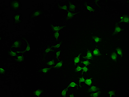 Immunofluorescence staining of A549 cells with CSB-PA851527LA01HU at 1:100, counter-stained with DAPI. The cells were fixed in 4% formaldehyde and blocked in 10% normal Goat Serum. The cells were then incubated with the antibody overnight at 4°C. The secondary antibody was Alexa Fluor 488-congugated AffiniPure Goat Anti-Rabbit IgG(H+L).