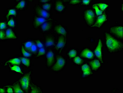 Immunofluorescence staining of Hela cells with CSB-PA851555LA01HU at 1:100, counter-stained with DAPI. The cells were fixed in 4% formaldehyde, permeabilized using 0.2% Triton X-100 and blocked in 10% normal Goat Serum. The cells were then incubated with the antibody overnight at 4°C. The secondary antibody was Alexa Fluor 488-congugated AffiniPure Goat Anti-Rabbit IgG(H+L).