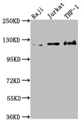 Western Blot Positive WB detected in: Raji whole cell lysate, Jurkat whole cell lysate, THP-1 whole cell lysate All lanes: MICAL1 antibody at 1:2000 Secondary Goat polyclonal to rabbit IgG at 1/50000 dilution Predicted band size: 118, 109, 38, 120 kDa Observed band size: 120 kDa