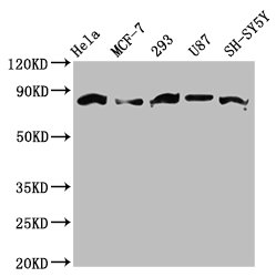 Western Blotting(WB) - BARD1 Antibody