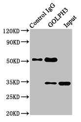 Immunoprecipitating GOLPH3 in Hela whole cell lysate Lane 1: Rabbit control IgG instead of CSB-PA872494LA01HU in Hela whole cell lysate. For western blotting, a HRP-conjugated Protein G antibody was used as the secondary antibody (1/2000) Lane 2: CSB-PA872494LA01HU (8microg) + Hela whole cell lysate (500microg) Lane 3: Hela whole cell lysate (10microg)