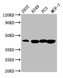 Western Blot Positive WB detected in: 293T whole cell lysate, A549 whole cell lysate, PC-3 whole cell lysate, MCF-7 whole cell lysate All lanes: SAV1 antibody at 3.64microg/ml Secondary Goat polyclonal to rabbit IgG at 1/50000 dilution Predicted band size: 45 kDa Observed band size: 45 kDa