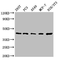 Western Blot Positive WB detected in: 293T whole cell lysate, PC-3 whole cell lysate, A549 whole cell lysate, MCF-7 whole cell lysate, NIH/3T3 whole cell lysate All lanes: SAV1 antibody at 1.62microg/ml Secondary Goat polyclonal to rabbit IgG at 1/50000 dilution Predicted band size: 45 kDa Observed band size: 45 kDa