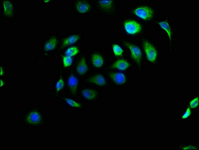 Immunofluorescence staining of A549 cells with CSB-PA880107LA01HU at 1:166, counter-stained with DAPI. The cells were fixed in 4% formaldehyde, permeabilized using 0.2% Triton X-100 and blocked in 10% normal Goat Serum. The cells were then incubated with the antibody overnight at 4°C. The secondary antibody was Alexa Fluor 488-congugated AffiniPure Goat Anti-Rabbit IgG(H+L).