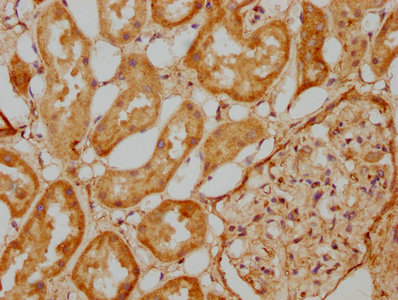 IHC image of CSB-PA880107LA01HU diluted at 1:500 and staining in paraffin-embedded human kidney tissue performed on a Leica BondTM system. After dewaxing and hydration, antigen retrieval was mediated by high pressure in a citrate buffer (pH 6.0). Section was blocked with 10% normal goat serum 30min at RT. Then primary antibody (1% BSA) was incubated at 4°C overnight. The primary is detected by a biotinylated secondary antibody and visualized using an HRP conjugated SP system.