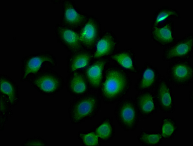 Immunofluorescence staining of A549 cells with CSB-PA884627LA01HU at 1:50, counter-stained with DAPI. The cells were fixed in 4% formaldehyde, permeabilized using 0.2% Triton X-100 and blocked in 10% normal Goat Serum. The cells were then incubated with the antibody overnight at 4°C. The secondary antibody was Alexa Fluor 488-congugated AffiniPure Goat Anti-Rabbit IgG(H+L).