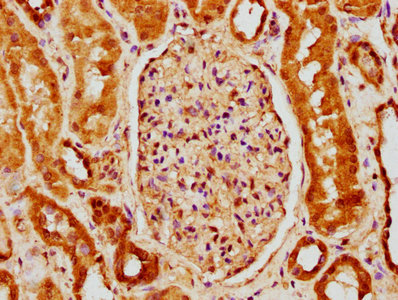 IHC image of CSB-PA884627LA01HU diluted at 1:150 and staining in paraffin-embedded human kidney tissue performed on a Leica BondTM system. After dewaxing and hydration, antigen retrieval was mediated by high pressure in a citrate buffer (pH 6.0). Section was blocked with 10% normal goat serum 30min at RT. Then primary antibody (1% BSA) was incubated at 4°C overnight. The primary is detected by a biotinylated secondary antibody and visualized using an HRP conjugated SP system.