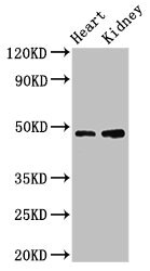 Western Blotting(WB) - CCNE1 Antibody