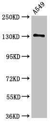 Western Blotting(WB) - EGFR Antibody