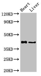 Western Blotting(WB) - HDAC8 Antibody