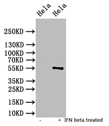 Western Blot Positive WB detected in: untreated Hela whole cell lysate, IFN beta treated Hela whole cell lysate All lanes: IFIT1 antibody at 1:1000 Secondary Goat polyclonal to rabbit IgG at 1/50000 dilution Predicted band size: 56 kDa Observed band size: 56 kDa