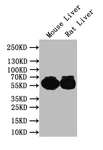 Western Blot Positive WB detected in: Mouse Liver tissue lysate, Rat Liver tissue lysate All lanes: IFIT1 antibody at 1:1000 Secondary Goat polyclonal to rabbit IgG at 1/50000 dilution Predicted band size: 56 kDa Observed band size: 56 kDa