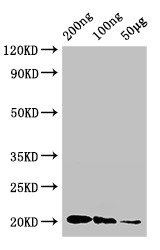 Western Blot Positive WB detected in Recombinant protein All lanes: IFNG antibody at 3ug/ml Secondary Goat polyclonal to rabbit IgG at 1/50000 dilution predicted band size: 20 kDa observed band size: 20 kDa