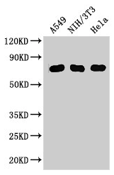 Western Blot Positive WB detected in: A549 whole cell lysate, NIH/3T3 whole cell lysate, Hela whole cell lysate All lanes: MX1 antibody at 3ug/ml Secondary Goat polyclonal to rabbit IgG at 1/50000 dilution Predicted band size: 76, 56 kDa Observed band size: 76 kDa Western Blot Positive WB detected in: A549 whole cell lysate, NIH/3T3 whole cell lysate, Hela whole cell lysate All lanes: MX1 antibody at 3ug/ml Secondary Goat polyclonal to rabbit IgG at 1/50000 dilution Predicted band size: 76, 56 kDa Observed band size: 76 kDa