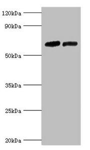 Western blot All lanes: Nuclear receptor subfamily 2 group C member 1 antibody at 10ug/ml Lane 1: PC-3 whole cell lysate Lane 2: 293T whole cell lysate Secondary Goat polyclonal to rabbit IgG at 1/10000 dilution Predicted band size: 68, 52, 54 kDa Observed band size: 68 kDa