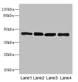 Western blot All lanes: PAICSantibody at 3.98ug/ml Lane 1: Hela whole cell lysate Lane 2: Raji whole cell lysate Lane 3: 293T whole cell lysate Lane 4: NIH/3T3 whole cell lysate Secondary Goat polyclonal to rabbit IgG at 1/10000 dilution Predicted band size: 47 kDa Observed band size: 47 kDa