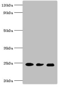CSB-PA019213ESR1HU
