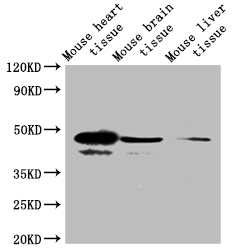 Western Blotting(WB) - SELENOP Antibody