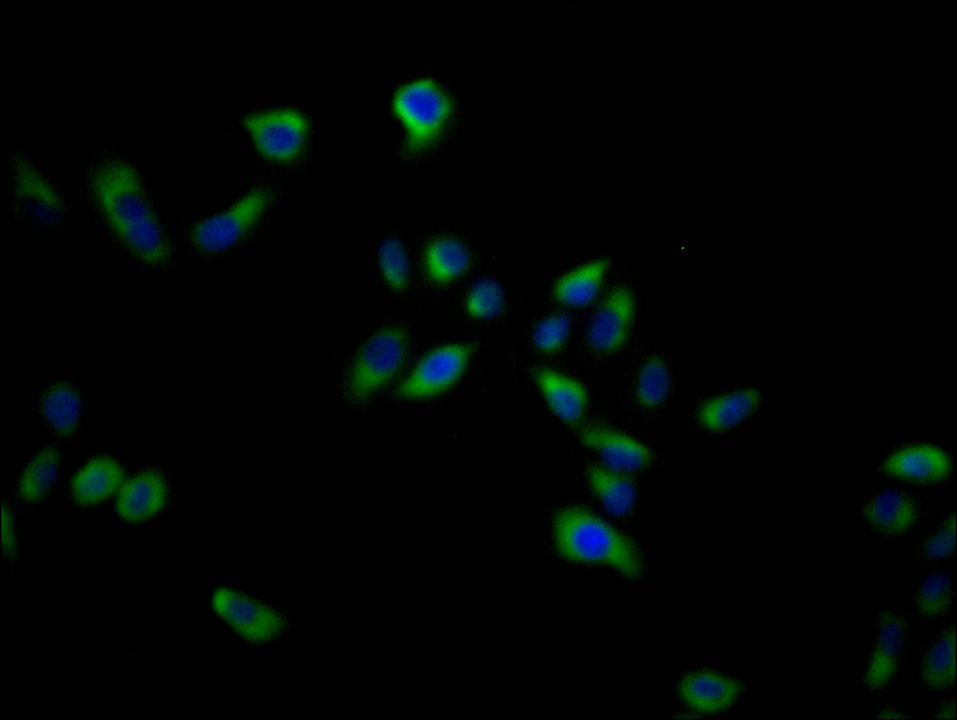 Immunofluorescence staining of Hela cells with CSB-PA021414LA01HU at 1:200, counter-stained with DAPI. The cells were blocked in 10% normal Goat Serum and incubated with the antibody overnight at 4°C. Nuclear DNA was labeled in blue with DAPI. The secondary antibody was Alexa Fluor 488-congugated AffiniPure Goat Anti-Rabbit IgG(H+L).