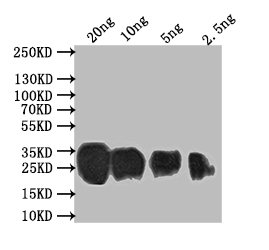 Western Blot Positive WB detected in: recombinant protein All lanes: Sprr2b Antibody at 1:1000 Secondary Goat polyclonal to rabbit IgG at 1/50000 dilution Predicted band size: 18.8 kDa Observed band size: 28 kDa Western Blot Positive WB detected in: recombinant protein All lanes: Sprr2b Antibody at 1:1000 Secondary Goat polyclonal to rabbit IgG at 1/50000 dilution Predicted band size: 18.8 kDa Observed band size: 28 kDa