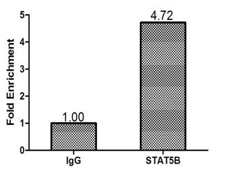 Chromatin Immunoprecipitation MCF-7 (1.1*106) were cross-linked with formaldehyde, sonicated, and immunoprecipitated with 4ug anti-STAT5B or a control normal rabbit IgG. The resulting ChIP DNA was quantified tissue using real-time PCR with primers (CSB-PP022815HU) against the AGT promoter.