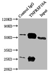 Immunoprecipitation(IP) - TNFRSF10A Antibody