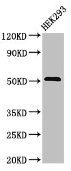 Western Blotting(WB) - TNFRSF10A Antibody