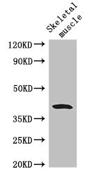 CSB-PA026119LA01HU