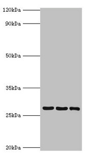 Western blot All lanes: 14-3-3 protein theta antibody at 4ug/ml Lane 1: A549 whole cell lysate Lane 2: Mouse lung tissue Lane 3: HepG2 whole cell lysate Secondary Goat polyclonal to rabbit IgG at 1/10000 dilution Predicted band size: 28 kDa Observed band size: 28 kDa