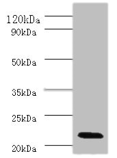 Western blot All lanes: Interferon alpha-2 antibody at 2ug/ml + Mouse liver tissue Secondary Goat polyclonal to rabbit IgG at 1/10000 dilution Predicted band size: 22 kDa Observed band size: 22 kDa