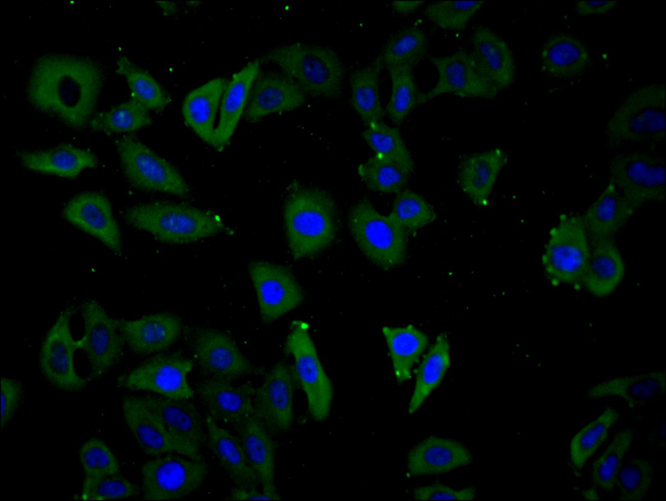 Immunofluorescence staining of Hela cell with CSB-PA07924A0Rb at 1:30, counter-stained with DAPI. The cells were fixed in 4% formaldehyde and blocked in 10% normal Goat Serum. The cells were then incubated with the antibody overnight at 4C. The secondary antibody was Alexa Fluor 488-congugated AffiniPure Goat Anti-Rabbit IgG(H+L).