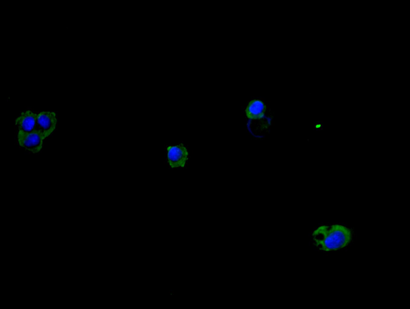 Immunofluorescence staining of HepG2 cell with CSB-PA07924A0Rb at 1:30, counter-stained with DAPI. The cells were fixed in 4% formaldehyde and blocked in 10% normal Goat Serum. The cells were then incubated with the antibody overnight at 4C. The secondary antibody was Alexa Fluor 488-congugated AffiniPure Goat Anti-Rabbit IgG(H+L).