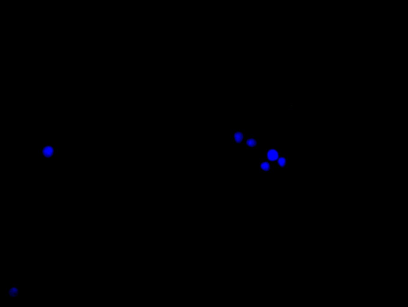 Immunofluorescence staining of HepG2 cell with 5% goat serum, counter-stained with DAPI.The cells were fixed in 4% formaldehyde and blocked in 10% normal Goat Serum. The cells were then incubated with the antibody overnight at 4C. The secondary antibody was Alexa Fluor 488-congugated AffiniPure Goat Anti-Rabbit IgG(H+L).