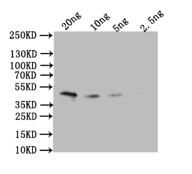 Western Blot Positive WB detected in: recombinant protein All lanes: Omega-5 gliadin Antibody at 1:1000 Secondary Goat polyclonal to rabbit IgG at 1/50000 dilution Predicted band size: 43 kDa Observed band size: 43 kDa Western Blot Positive WB detected in: recombinant protein All lanes: Omega-5 gliadin Antibody at 1:1000 Secondary Goat polyclonal to rabbit IgG at 1/50000 dilution Predicted band size: 43 kDa Observed band size: 43 kDa