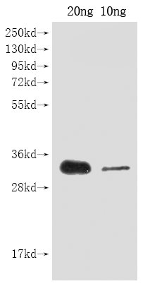 Western Blot Positive WB detected in Recombinant protein All lanes: cas9 antibody at 1:2000 Secondary Goat polyclonal to rabbit IgG at 1/50000 dilution Predicted band size: 30 kDa Observed band size: 30 kDa Western Blot Positive WB detected in Recombinant protein All lanes: cas9 antibody at 1:2000 Secondary Goat polyclonal to rabbit IgG at 1/50000 dilution Predicted band size: 30 kDa Observed band size: 30 kDa