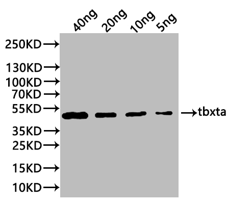 CSB-PA237357XA01DIL WB