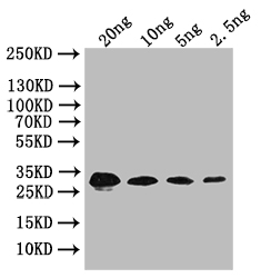 Western Blot Positive WB detected in: recombinant protein All lanes: bslA Antibody at 1:1000 Secondary Goat polyclonal to rabbit IgG at 1/50000 dilution Predicted band size: 32 kDa Observed band size: 32 kDa Western Blot Positive WB detected in: recombinant protein All lanes: bslA Antibody at 1:1000 Secondary Goat polyclonal to rabbit IgG at 1/50000 dilution Predicted band size: 32 kDa Observed band size: 32 kDa