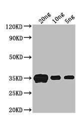 Western Blot Positive WB detected in: recombinant protein All lanes: crr Antibody at 1:1000 Secondary Goat polyclonal to rabbit IgG at 1/50000 dilution Predicted band size: 33 kDa Observed band size: 33 kDa Western Blot Positive WB detected in: recombinant protein All lanes: crr Antibody at 1:1000 Secondary Goat polyclonal to rabbit IgG at 1/50000 dilution Predicted band size: 33 kDa Observed band size: 33 kDa