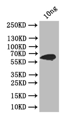 Western Blot Positive WB detected in: recombinant protein All lanes: ply Antibody at 1:1000 Secondary Goat polyclonal to rabbit IgG at 1/50000 dilution Predicted band size: 66 kDa Observed band size: 66 kDa Western Blot Positive WB detected in: recombinant protein All lanes: ply Antibody at 1:1000 Secondary Goat polyclonal to rabbit IgG at 1/50000 dilution Predicted band size: 66 kDa Observed band size: 66 kDa