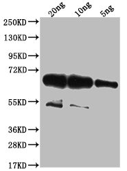 Western Blot Positive WB detected in Recombinant protein All lanes: wac antibody at 1:2000 Secondary Goat polyclonal to rabbit IgG at 1/50000 dilution Predicted band size: 67.7 kDa Observed band size: 68 kDa