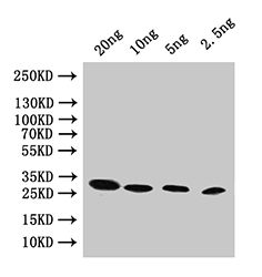 Western Blot Positive WB detected in: recombinant protein All lanes:pac Antibody at 1:1000 Secondary Goat polyclonal to rabbit IgG at 1/50000 dilution Predicted band size: 25 kDa Observed band size: 25 kDa Western Blot Positive WB detected in: recombinant protein All lanes:pac Antibody at 1:1000 Secondary Goat polyclonal to rabbit IgG at 1/50000 dilution Predicted band size: 25 kDa Observed band size: 25 kDa